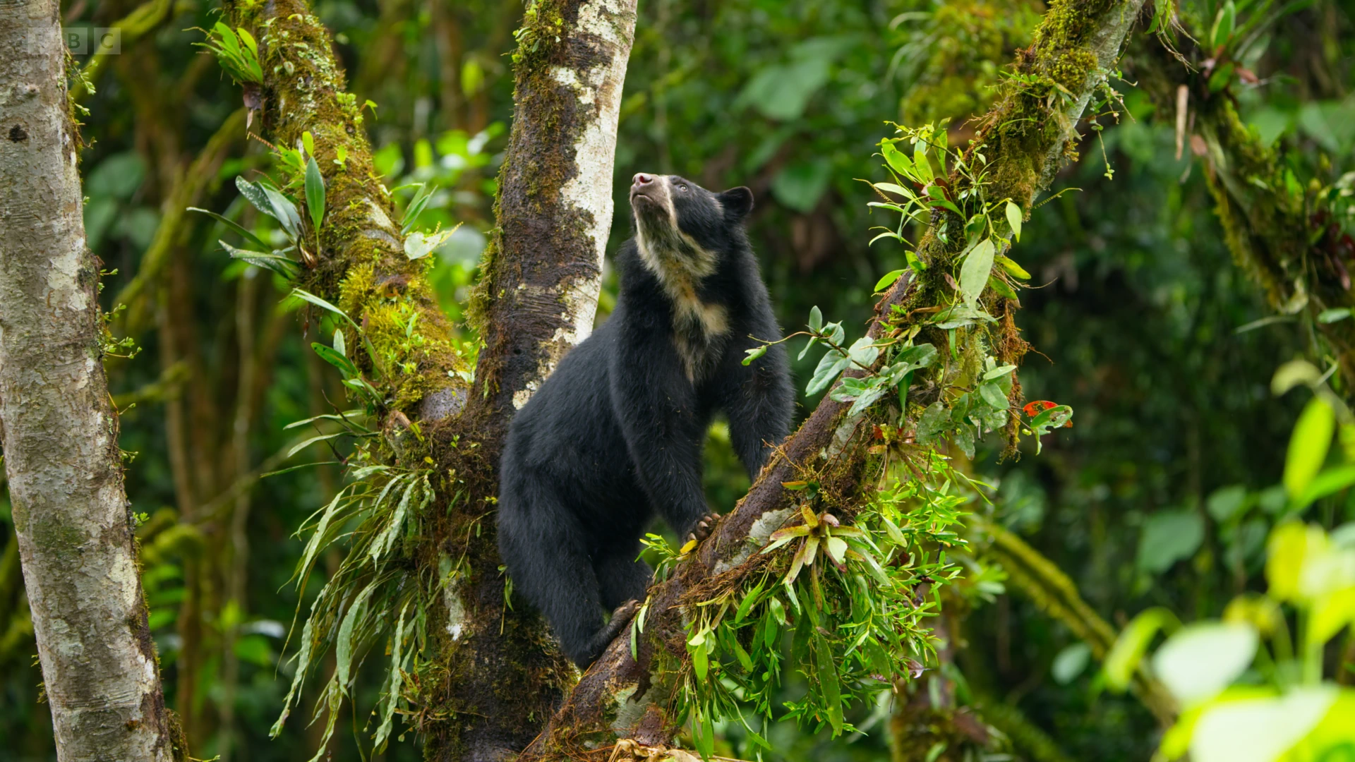 Spectacled bear (Tremarctos ornatus) as shown in Seven Worlds, One Planet - South America